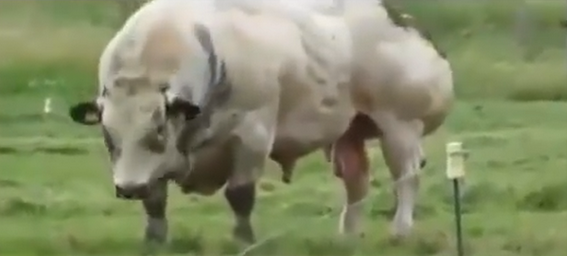 Sfarsit tragic pentru un batran din Judetul Alba. A fost ucis de taurul din gospodarie