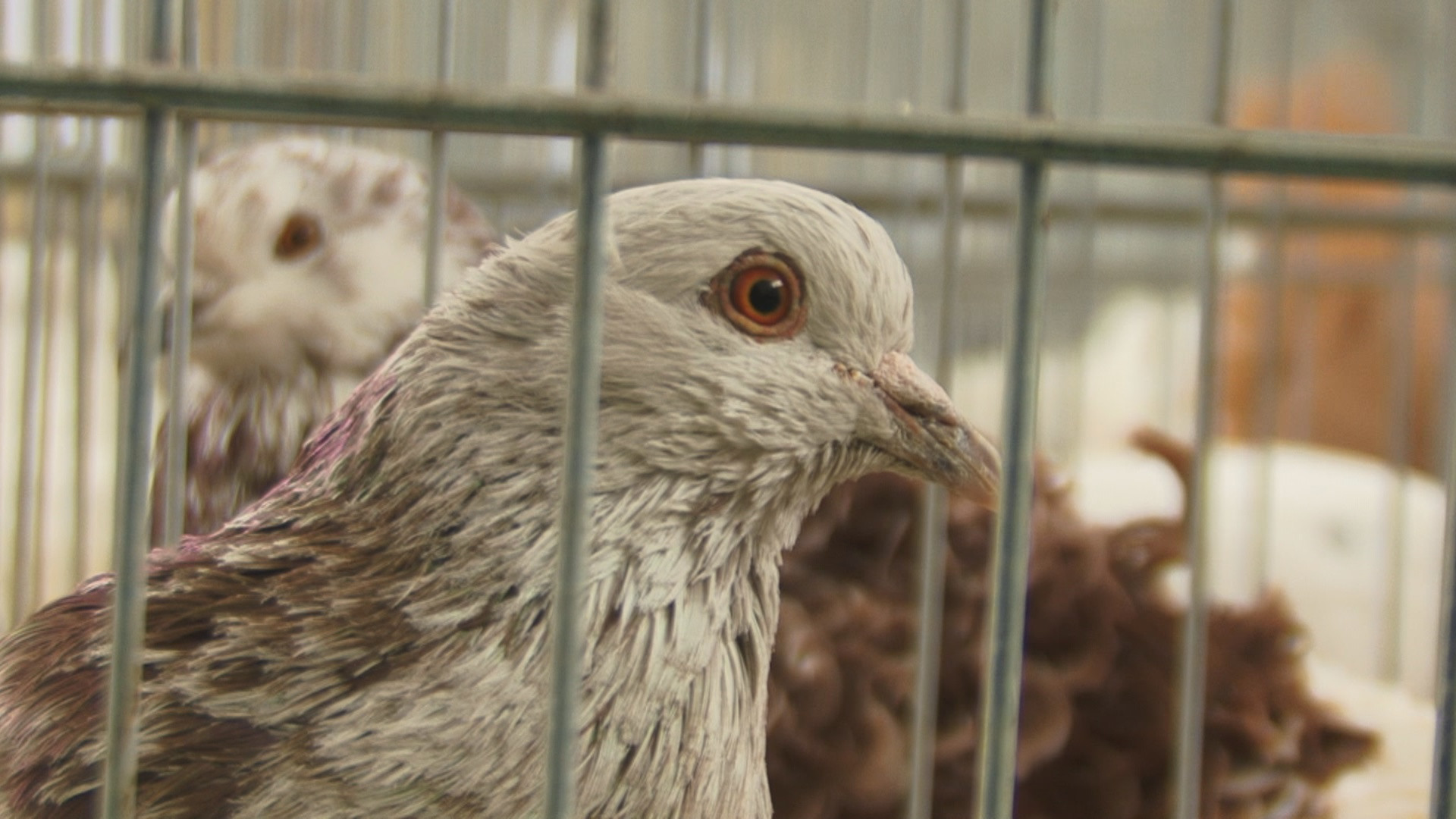 Expozitie de porumbei in weekend la Turda