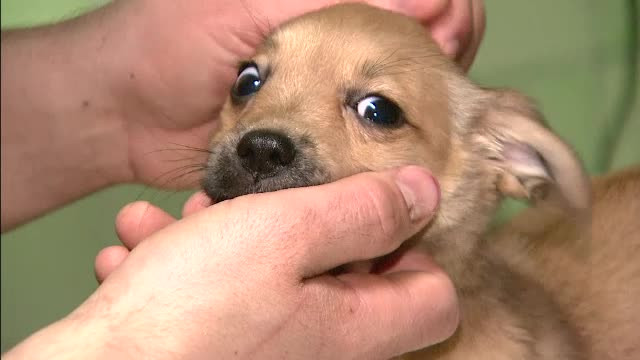 30% dintre romani au un animal de companie. Cat cheltuiesc lunar pentru hrana si intretinerea "celui mai bun prieten" al lor