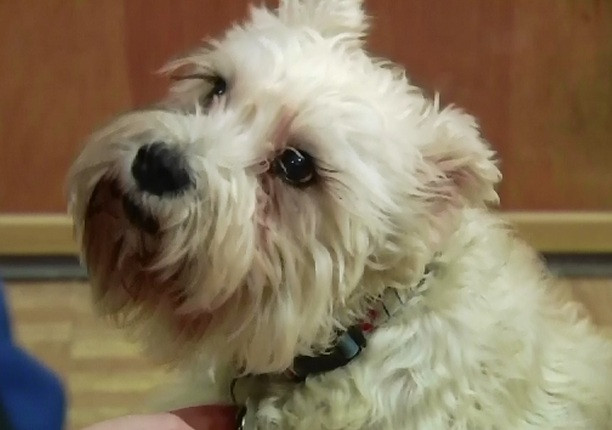 O catelusa a cucerit medicii dintr-un spital din SUA. Patrupedul a gasit drumul pana la salonul unde se afla stapana sa