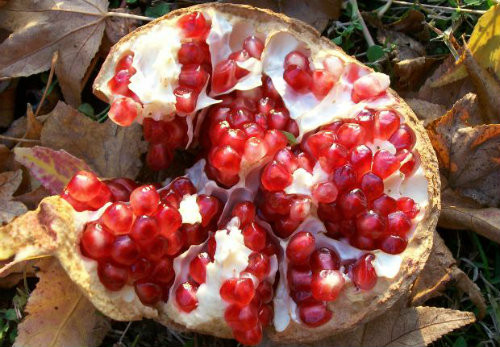 Ce se intampla daca mananci rodii. 10 beneficii ale fructelor-minune