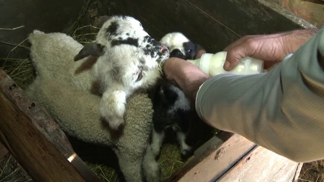 Romanii vor avea de unde sa aleaga de Paste: miei vor fi numerosi, iar preturile, cel putin teoretic, mai mici