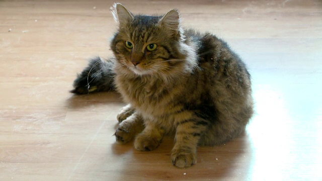 Operatiune de salvare a unei pisici disparute de patru zile, in Constanta. Pompierii, nevoiti sa sparga un perete