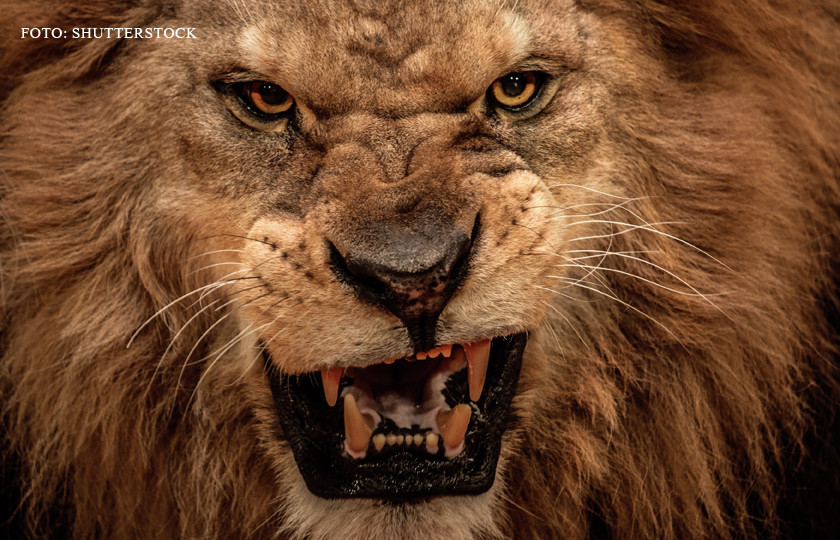 Imaginile surprinse in unul dintre cele mai mari orase din lume. Un leu se plimba nestingherit, pe strada