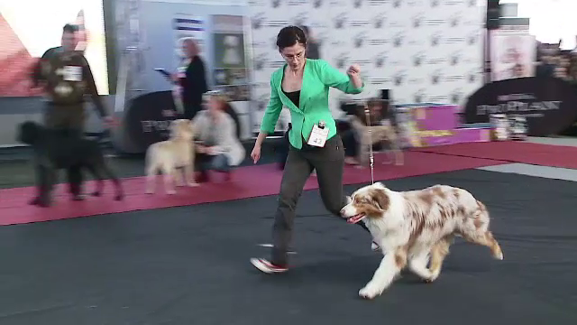 Expozitie canina la Cluj Napoca. Un ciobanesc australian a fost desemnat cel mai frumos exemplar din Romania