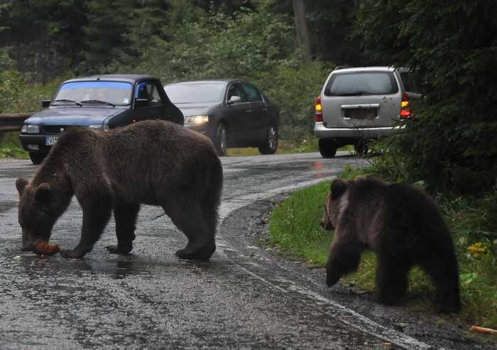O femeie din Mures risca sa ramana desfigurata dupa ce a fost atacata de o ursoaica flamanda
