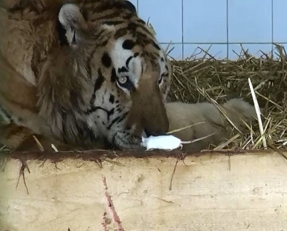 Doi soricei l-au ajutat pe fiorosul tigru Sandokan de la Zoo Galati sa scape de depresie. Cei trei sunt cei mai buni prieteni