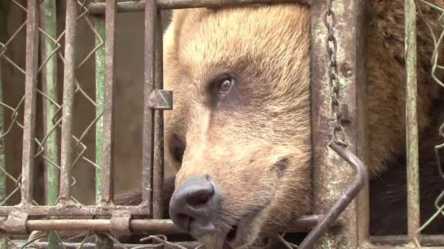 Ursii flamanzi, iesiti din hibernare, dau atac dupa atac. Marturia unei victime: "Am stat in fata lui cu securea"