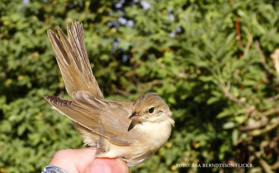 Problema lui Busu. De ce Pacha Man a auzit in Romania o pasare care traieste doar in Africa