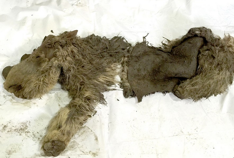 Prima fosila de pui de rinocer lanos, veche de 10 milenii, descoperita in Siberia