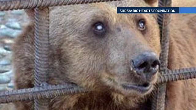 La ce tratament crud erau supusi cei doi ursi "alcoolici" din Rusia. Fostul stapan ii tortura pentru amuzamentul oamenilor