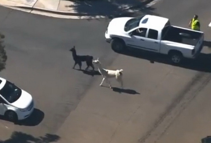 Frenezie pe internet dupa ce doua lame au evadat si au fost fugarite de autoritati printre masini. VIDEO