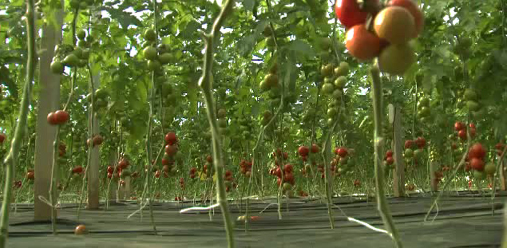 "Asta mi-a taiat radacinile pentru totdeauna". De ce prefera romanii sa plece la munca pe pamantul Mafiei