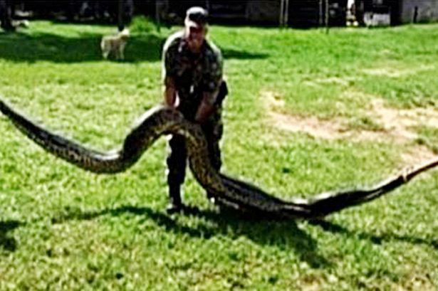 Anaconda de peste 7 metri prinsa langa un sat din Brazilia. Cu ce se hranea "monstrul". VIDEO