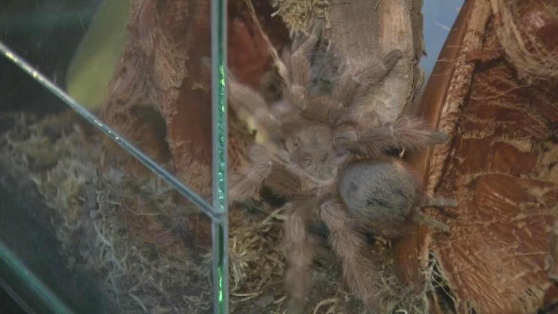 Cel mai mare paianjen din lume a ajuns si in Romania, la Muzeul Antipa. Theraphosa blondi se hraneste cu pasari