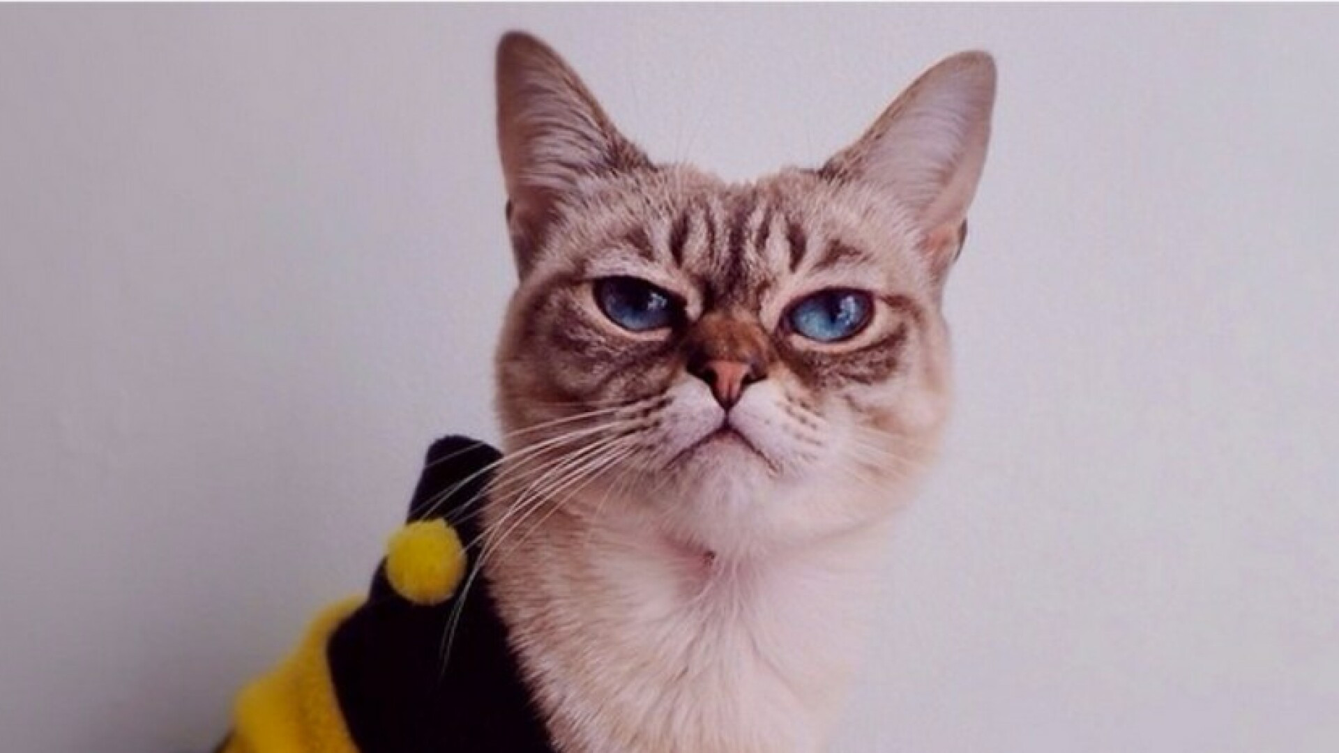 Sauer-kraut, pisicuta cu mutra "sarcastica", a devenit vedeta pe internet. Motivul pentru care are mereu aceeasi expresie