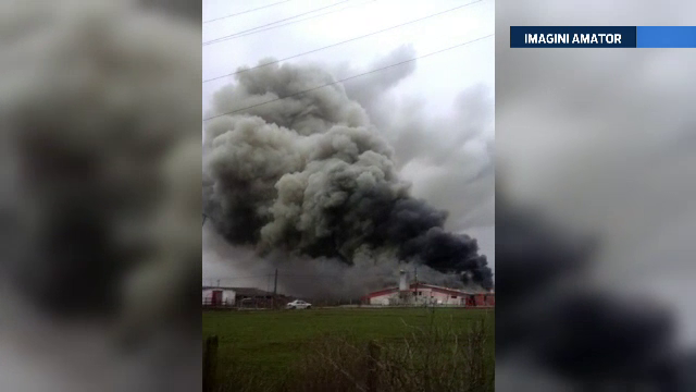 4400 de porci au ars de vii, in urma unui incendiu puternic produs la o ferma de langa Satu Mare. Patronul nu avea asigurare