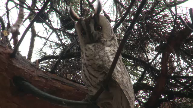 Bufnitele au "invadat" Buzaul. Localnicii au crezut ca aduc ghinion, dar acum le indragesc: "Ne scapa de soareci"