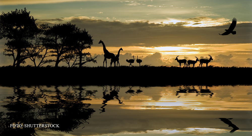 Problema lui Busu. Testoasa, elefant, strut, crocodil si ren: ce animal nu se potriveste in lista