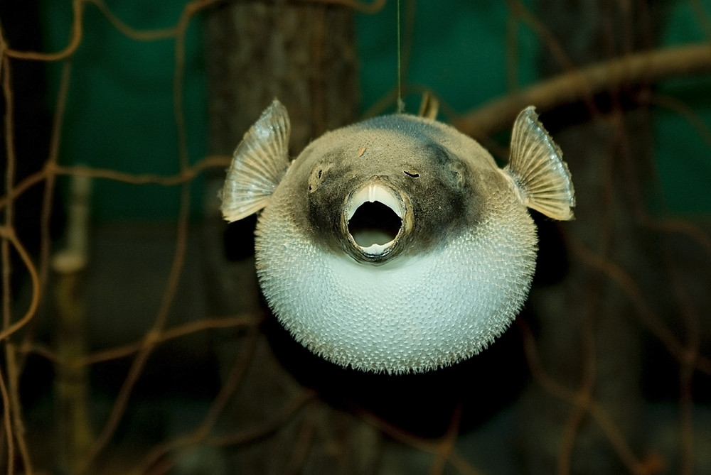 5 barbati din Japonia, cele mai noi victime ale unei manii culinare. Ce au patit dupa ce au mancat ficatul unui peste-balon