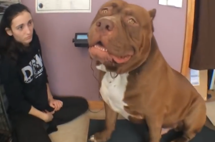 Cel mai mare pitbull din lume traieste intr-o familie de americani. Dimensiunile impresionante ale lui Hulk. VIDEO