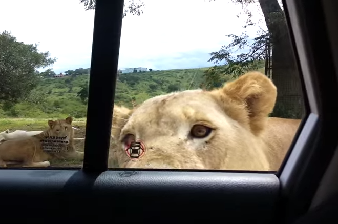 Stiai ca o leoaica poate sa deschida portiera unei masini? Imaginile spectaculoase filmate intr-un safari sud-african