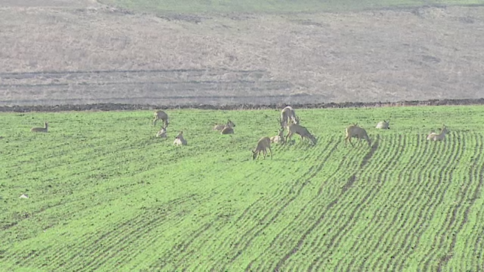 Campurile de grau din Mures au fost "invadate" de caprioare. Explicatiile specialistilor si ale localnicilor