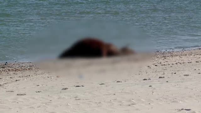 Misterul taurului gasit mort pe plaja din Mamaia ar putea fi dezlegat. Cum va fi identificat proprietarul animalului