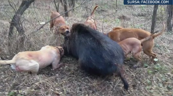 Politistii au anihilat o retea de braconieri din Galati. Membrii antrenau caini pitbull pentru vanatoarea de mistreti