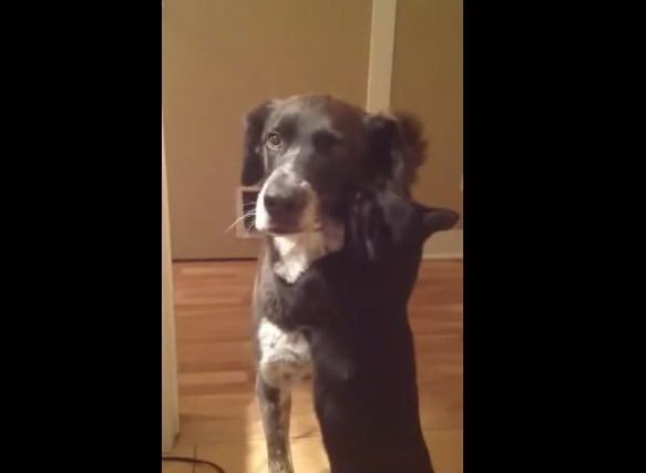 Afectiune uriasa intre o pisica si un caine. Cum reactioneaza cele doua animale cand se vad dupa 10 zile. VIDEO