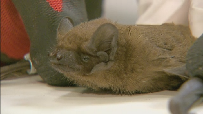 Liliecii sunt in pericol de disparitie in Romania. Cum se asigura niste biologi de viitorul mamiferelor