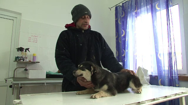 Solutia gasita in Bacau pentru cainii strazii. Campania gratuita lansata de voluntari si autoritatile locale