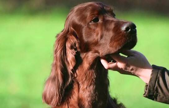 Caine de 50.000 de lire sterline, campion la un concurs din Marea Britanie, otravit din greseala. A fost deschisa o ancheta