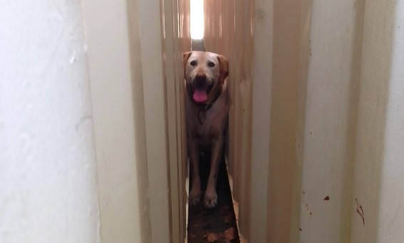 Salvat cu ajutorul unui echipament hidraulic de descarcerare. Unde era blocat catelul