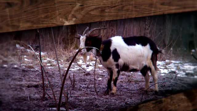 Concurentii de la Ferma Vedetelor simt deja cat de grea este viata la tara. In ograda a aparut si un nou personaj: o capra