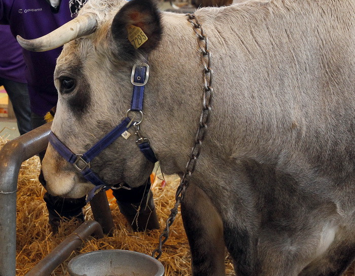 Un taur mutant din Australia a devenit vedeta pe internet dupa ce a fost vandut cu o suma impresionanta, la un targ