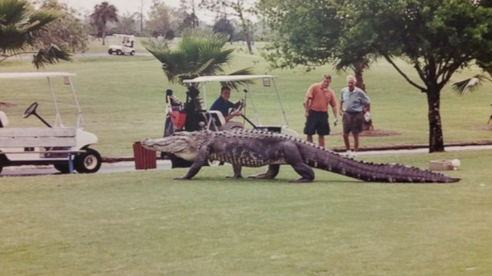 Moment incredibil pe un teren de golf din SUA. Jucatorii s-au trezit cu un crocodil imens in fata ochilor