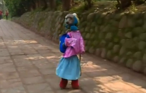 Cainele care merge in doua picioare, imbracat cu fustita si cu rucsac in spate. Ce distanta poate parcurge in acest fel