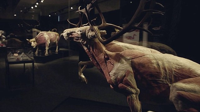 Expozitie controversata cu animale disecate si plastifiate, realizata de creatorul "The Human Body" VIDEO