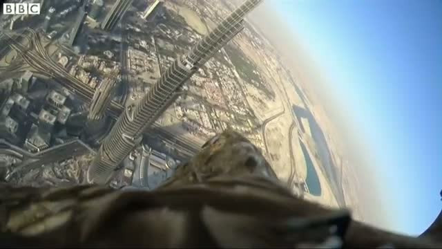 Cum arata Dubaiul prin ochii unui vultur imperial. Imagini surprinse de o camera montata pe spatele pasarii