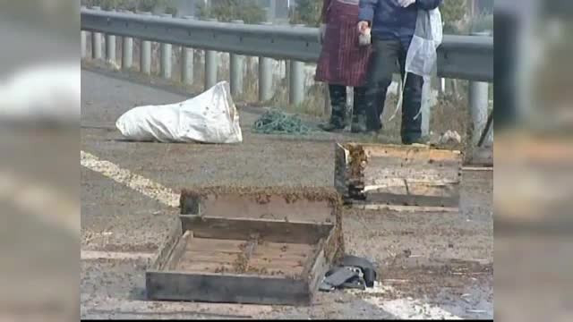 Scene ca in filme in China. Ce au facut cativa soferi dupa un accident in care s-au rasturnat 100 de stupi cu albine furioase