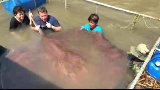 Filma un documentar in Thailanda si a prins acest animal. Este cea mai mare vietuitoare intalnita de el in apele planetei