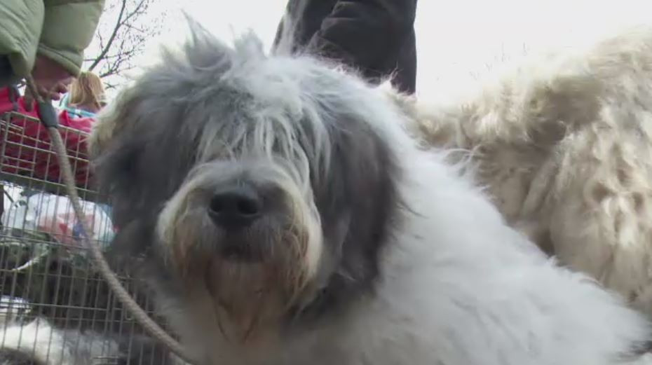 Statiunea Predeal, luata cu asalt de sute de oaspeti blanosi si pufosi. Cat costa un pui de ciobanesc mioritic