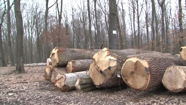 Senatul a adoptat ordonanta prin care sunt infiintate Garzile Forestiere. Ce atributii vor avea agentii de teren