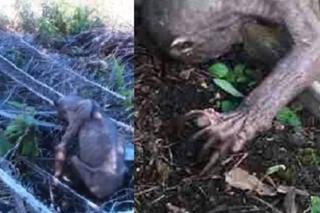 Creatura ciudata gasita in Malaezia. L-au confundat cu Gollum sau Chupacabra, insa adevarul este unul trist. VIDEO