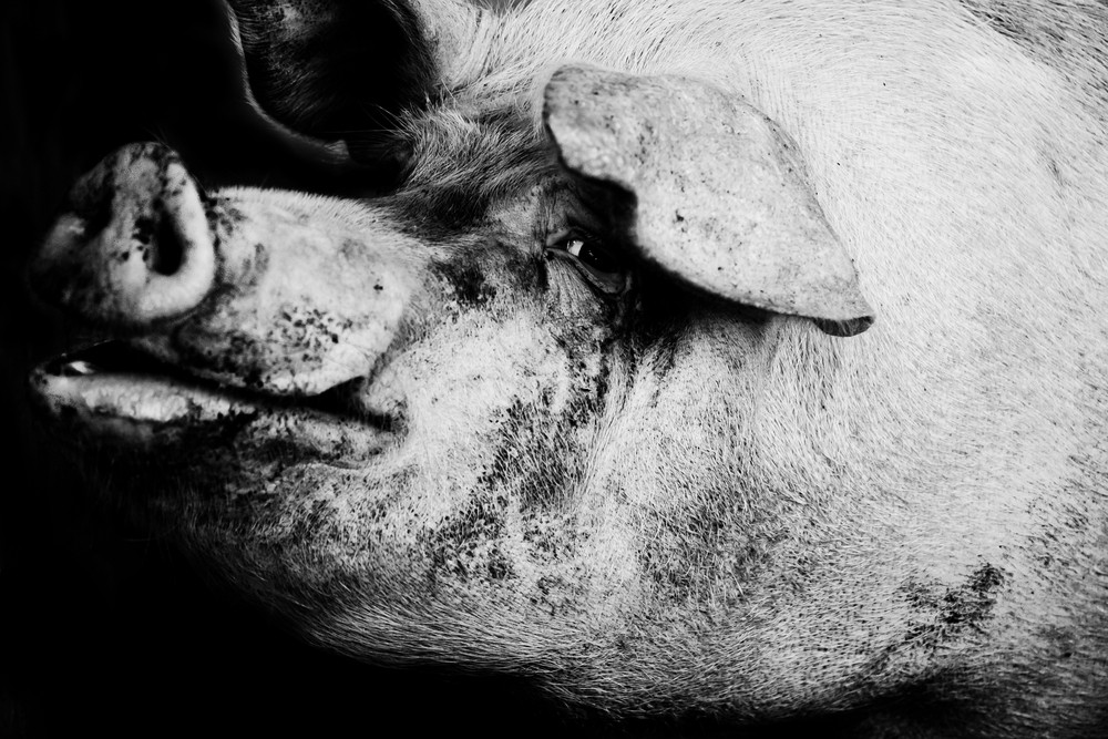 Barbat din Cluj, mancat de viu de porcii pe care ii crestea. Autoritatile nu-si explica atacul