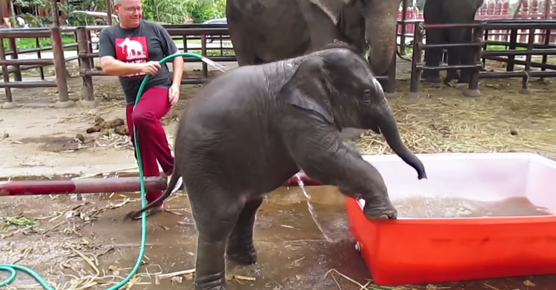 iLikeIT. Viralul saptamanii: un pui de elefant din Thailanda are necazuri in piscina