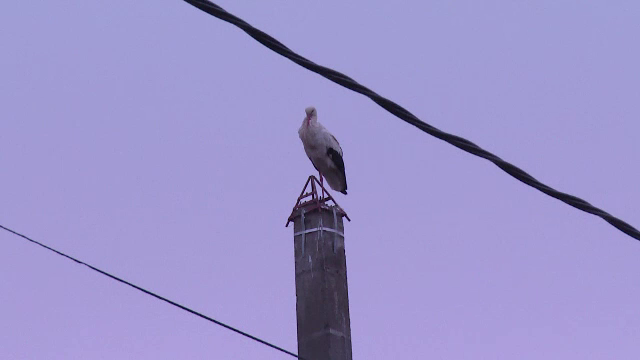 Scandalul berzelor continua: "victima" s-a trezit iar cu pasarile pe cap. Ornitologii explica de ce au refuzat noul cuib