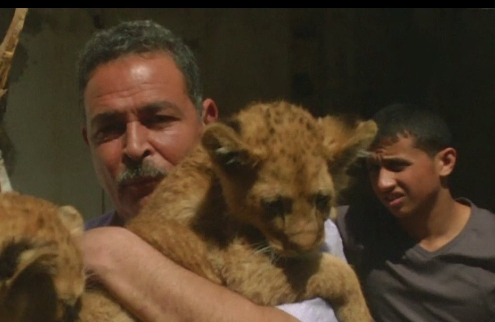 Un palestinian din Fasia Gaza creste doi pui de leu ca pe niste pisici. "Toti copiii din casa se joaca cu ei"