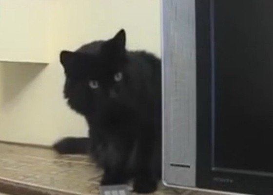 Motanul care se crede caine. Stapana lui l-a invatat sa faca zeci de trucuri, cu care vrea sa-l promoveze la Hollywood. VIDEO